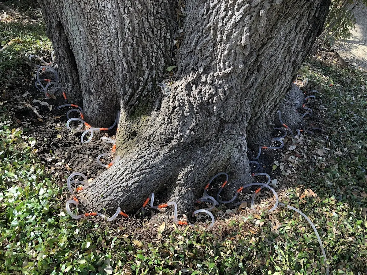 Detailed Tree Cabling and Bracing job site in Climbing Hill