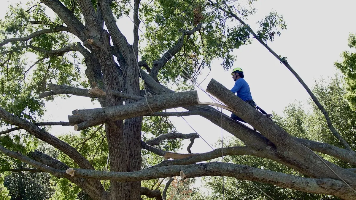 Professional Crown Thinning performed by certified arborists in Climbing Hill