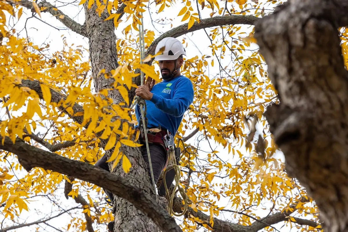 Skilled Tree Pruning crew working in Climbing Hill