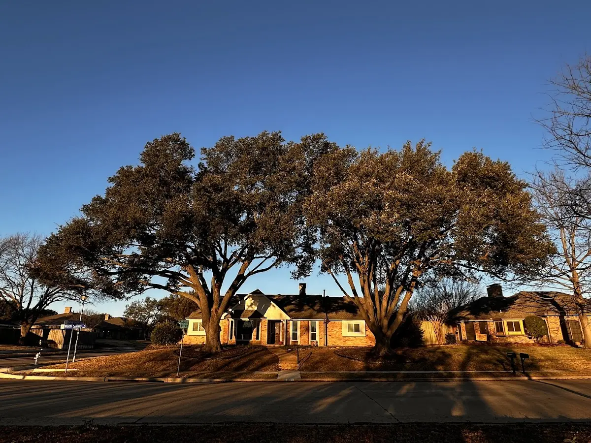 Established residential canopy tree shading a home in Climbing Hill
